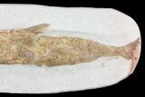 Detailed & D Fossil Fish - Goulmima, Morocco #72854-2